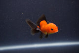 Baby Thai Oranda  Red Black 3.5 Inch (ID#1022ToPTA-40) Free2Day SHIPPING