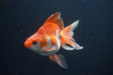 Ryukin Long Tail Red White 4.5 Inch (ID#0103Ry7b-4) Free2Day SHIPPING