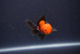 Baby Thai Oranda  Red Black 3.5 Inch (ID#1022ToPTA-40) Free2Day SHIPPING