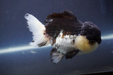 Short Body Thai Oranda  Panda 4.5 Inch (ID#910To14a-62) Free2Day SHIPPING