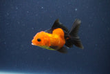 Baby Thai Oranda  Red Black 3.5 Inch (ID#1022ToPTA-40) Free2Day SHIPPING