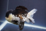 Short Body Thai Oranda  Panda 4.5 Inch (ID#910To14a-62) Free2Day SHIPPING