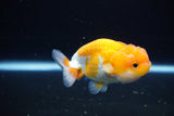 Juvenile Lionchu  Red White 3 Inch (ID#1119R11b-26) Free2Day SHIPPING