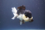 Short Body Thai Oranda  Panda 4.5 Inch (ID#910To14a-62) Free2Day SHIPPING