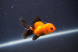 Baby Thai Oranda  Red Black 3.5 Inch (ID#1022ToPTA-40) Free2Day SHIPPING