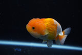 Juvenile Lionchu  Red White 3 Inch (ID#1119R11b-26) Free2Day SHIPPING