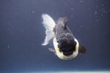 Short Body Thai Oranda  Panda 4.5 Inch (ID#910To14a-62) Free2Day SHIPPING