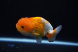 Juvenile Lionchu  Red White 3 Inch (ID#1119R11b-26) Free2Day SHIPPING