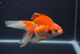 Ryukin Long Tail Red White 5 Inch (ID#0103Ry7b-5) Free2Day SHIPPING