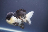 Short Body Thai Oranda  Panda 4.5 Inch (ID#910To14a-62) Free2Day SHIPPING