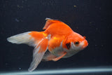 Ryukin Long Tail Red White 5 Inch (ID#0103Ry7b-5) Free2Day SHIPPING