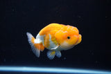 Juvenile Lionchu  Red White 3 Inch (ID#1119R11b-26) Free2Day SHIPPING