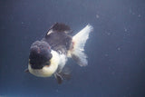 Short Body Thai Oranda  Panda 4.5 Inch (ID#910To14a-62) Free2Day SHIPPING