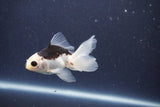 Baby Thai Oranda  Panda 3.5 Inch (ID#1022ToPTA-41) Free2Day SHIPPING