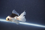 Baby Thai Oranda  Panda 3.5 Inch (ID#1022ToPTA-41) Free2Day SHIPPING