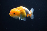 Juvenile Lionchu  Red White 3 Inch (ID#1119R11b-26) Free2Day SHIPPING