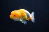 Juvenile Lionchu  Red White 3 Inch (ID#1119R11b-26) Free2Day SHIPPING