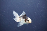 Baby Thai Oranda  Panda 3.5 Inch (ID#1022ToPTA-41) Free2Day SHIPPING