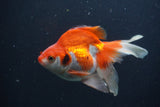 Ryukin Long Tail Red White 5 Inch (ID#0103Ry7b-5) Free2Day SHIPPING