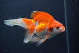 Ryukin Long Tail Red White 5 Inch (ID#0103Ry7b-5) Free2Day SHIPPING