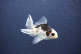 Baby Thai Oranda  Panda 3.5 Inch (ID#1022ToPTA-41) Free2Day SHIPPING