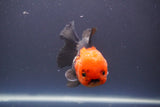 Short Body Thai Oranda  Tricolor 4.5 Inch (ID#910To14a-63) Free2Day SHIPPING