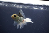 Baby Thai Oranda  Panda 3.5 Inch (ID#1022ToPTA-41) Free2Day SHIPPING