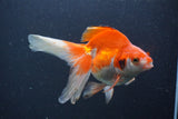 Ryukin Long Tail Red White 5 Inch (ID#0103Ry7b-5) Free2Day SHIPPING