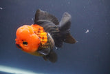 Short Body Thai Oranda  Tricolor 4.5 Inch (ID#910To14a-63) Free2Day SHIPPING