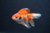 Ryukin Long Tail Red White 5 Inch (ID#0103Ry7b-5) Free2Day SHIPPING