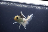 Baby Thai Oranda  Panda 3.5 Inch (ID#1022ToPTA-41) Free2Day SHIPPING