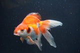 Ryukin Long Tail Red White 5 Inch (ID#0103Ry7b-5) Free2Day SHIPPING