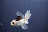 Baby Thai Oranda  Panda 3.5 Inch (ID#1022ToPTA-41) Free2Day SHIPPING