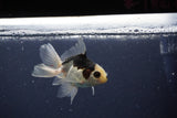 Baby Thai Oranda  Panda 3.5 Inch (ID#1022ToPTA-41) Free2Day SHIPPING