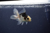 Baby Thai Oranda  Panda 3.5 Inch (ID#1022ToPTA-41) Free2Day SHIPPING