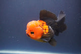 Short Body Thai Oranda  Tricolor 4.5 Inch (ID#910To14a-63) Free2Day SHIPPING