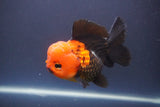 Short Body Thai Oranda  Tricolor 4.5 Inch (ID#910To14a-63) Free2Day SHIPPING