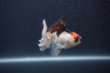 Baby Thai Oranda  Tricolor 3 Inch (ID#1022ToPTA-42) Free2Day SHIPPING