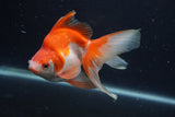 Ryukin Long Tail Red White 5 Inch (ID#0103Ry7b-6) Free2Day SHIPPING