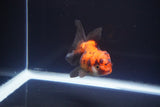 Juvenile Thai Oranda  Red Black 3 Inch (ID#1115To13b-69) Free2Day SHIPPING