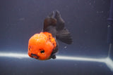 Short Body Thai Oranda  Tricolor 4.5 Inch (ID#910To14a-63) Free2Day SHIPPING