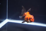 Juvenile Thai Oranda  Red Black 3 Inch (ID#1115To13b-69) Free2Day SHIPPING