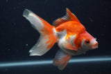 Ryukin Long Tail Red White 5 Inch (ID#0103Ry7b-6) Free2Day SHIPPING