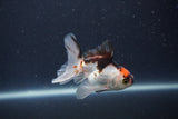 Baby Thai Oranda  Tricolor 3 Inch (ID#1022ToPTA-42) Free2Day SHIPPING