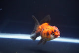 Juvenile Thai Oranda  Red Black 3 Inch (ID#1115To13b-69) Free2Day SHIPPING