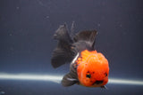 Short Body Thai Oranda  Tricolor 4.5 Inch (ID#910To14a-63) Free2Day SHIPPING