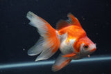 Ryukin Long Tail Red White 5 Inch (ID#0103Ry7b-6) Free2Day SHIPPING