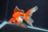 Ryukin Long Tail Red White 5 Inch (ID#0103Ry7b-6) Free2Day SHIPPING