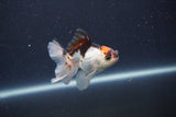 Baby Thai Oranda  Tricolor 3 Inch (ID#1022ToPTA-42) Free2Day SHIPPING