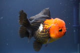 Short Body Thai Oranda  Tricolor 4.5 Inch (ID#910To14a-63) Free2Day SHIPPING